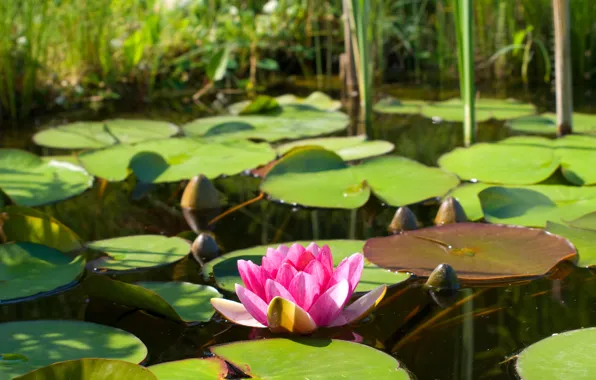 Picture flower, leaves, water, nature, lake, pond, pink, Lotus, Lily, water Lily