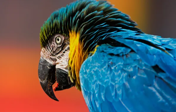 Picture background, bird, head, feathers, beak, parrot, Ara, Blue-and-yellow macaw
