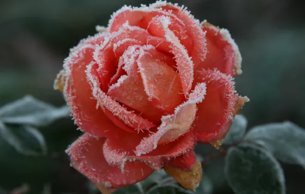 Picture cold, frost, autumn, flower, macro, flowers, nature, background, Wallpaper, rose, plant, roses, frost