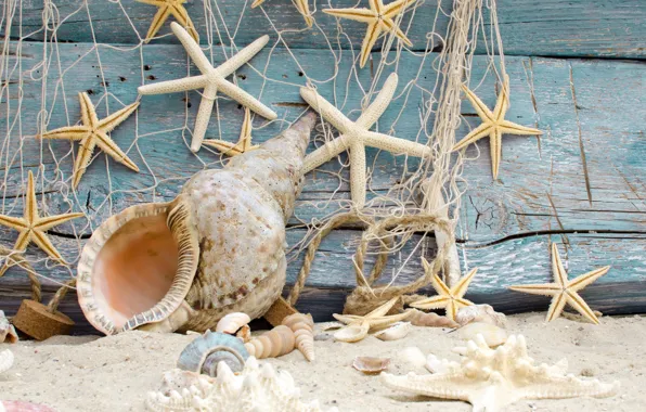 Picture sand, beach, stars, shell, beach, wood, sand, marine, seashells, starfishes