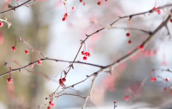 Picture berry, red, winter, cold