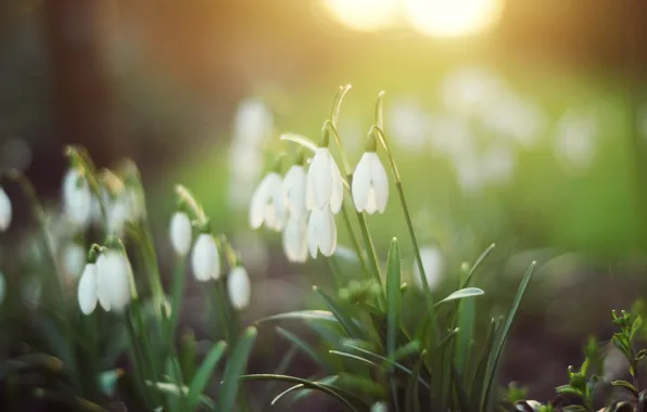 Picture greens, forest, grass, light, flowers, nature, spring, snowdrops, white