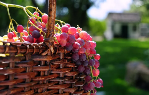 Picture the sun, berries, basket, grapes