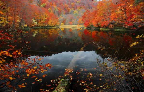 Picture autumn, forest, leaves, water, trees, lake, slope, the crimson