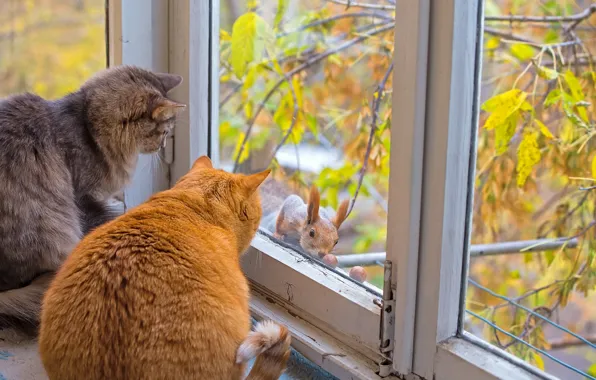 Picture autumn, cats, cats, window, protein
