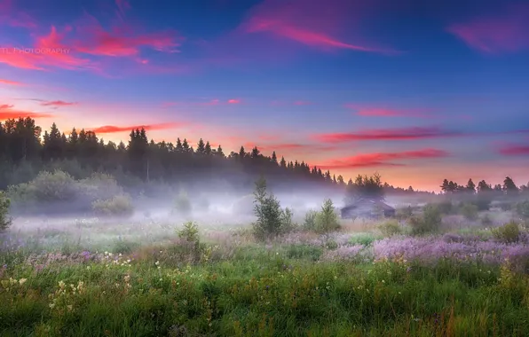Picture field, summer, fog, morning