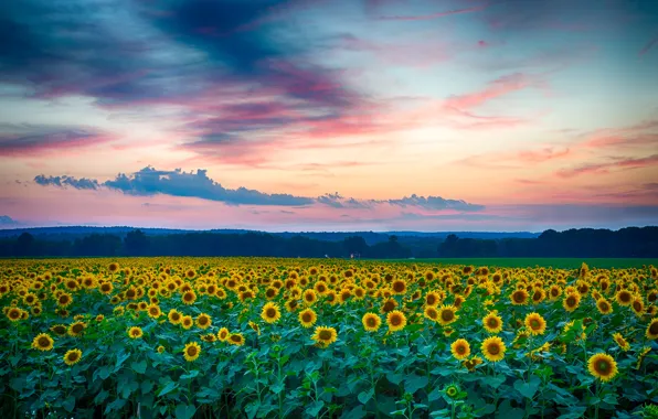 Picture field, summer, clouds, landscape, sunset, nature, the evening, Sunflowers