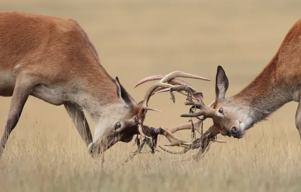 Picture nature, fight, deer