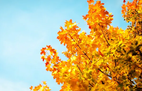 Picture autumn, the sky, leaves, macro, trees, background, tree, Wallpaper, blue, blur, yellow, wallpaper, leaves, sky, …