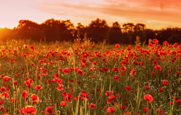 Picture field, summer, sunset, flowers, nature, England, Maki, UK