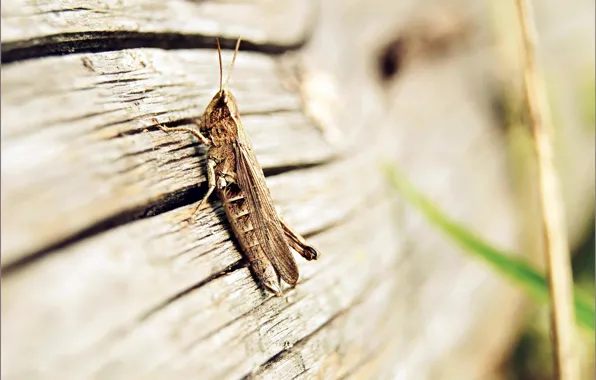 Picture TREE, WINGS, INSECT, LEGS, BOARD, ANTENNAE, GRASSHOPPER, SMITH