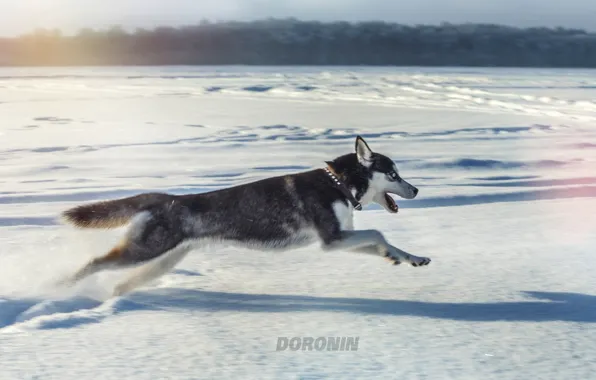 Picture winter, snow, jump, dog, running, husky, photographer, Denis Doronin