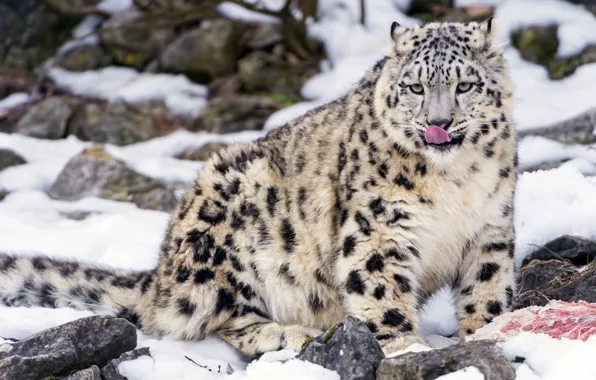 Picture language, cat, snow, stones, kitty, meat, IRBIS, snow leopard, ©Tambako The Jaguar