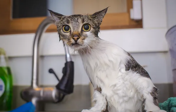 Picture cat, wet, shower