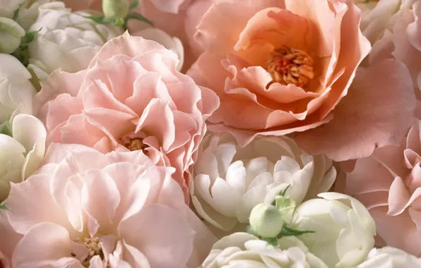 Picture macro, pink, roses, petals, tea rose