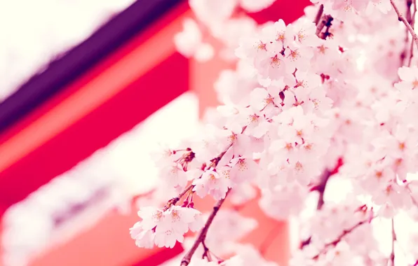 Picture flowers, Wallpaper, Japan, Sakura, Japan, flower, sakura, twigs