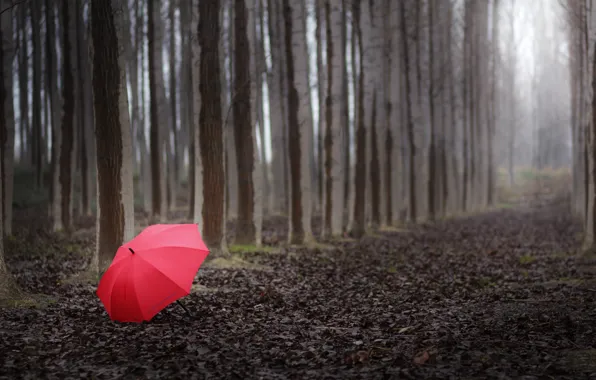 Picture forest, trees, landscape, red, the way, Nature, umbrella