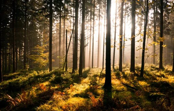 Picture greens, forest, trees, fern, the sun's rays