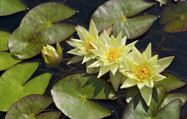 Picture leaves, water, Nymphaeum, water Lily