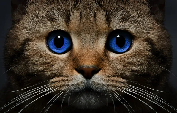 Picture cat, cat, mustache, look, face, blue eyes