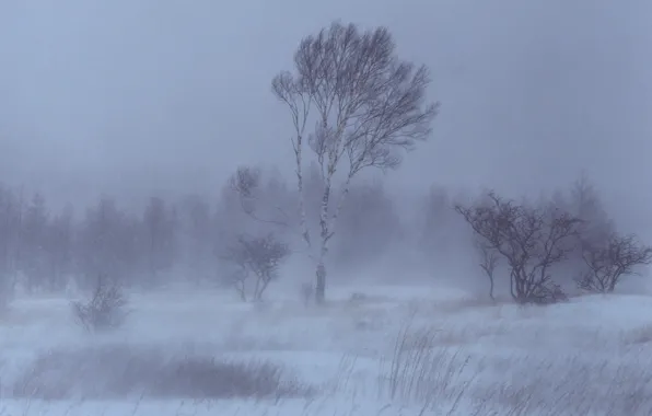 Picture trees, Winter, Snow, birch