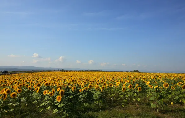 Picture field, sunflowers, yellow