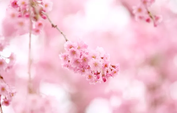 Picture flowers, nature, pink, branch, tenderness, color, spring, Sakura, pink, flowering