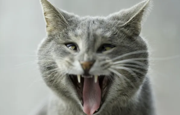 Picture language, eyes, cat, grey, mouth, yawns, funny