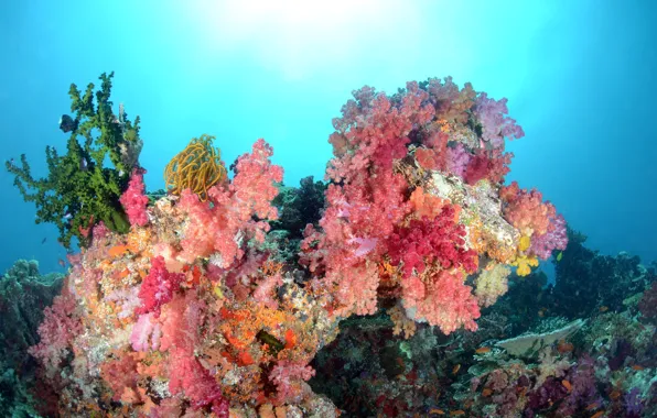 Picture sea, color, water, fish, corals, underwater world