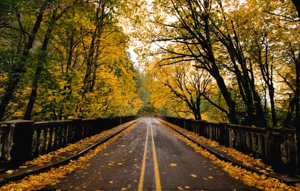 Picture road, autumn, bridge, nature, foliage