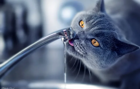 Picture crane, Cat, lapping, drinking water