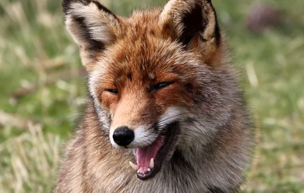 Picture smile, mood, Fox, red