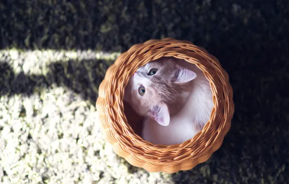 Picture basket, kitty, Hannah, © Benjamin Torode