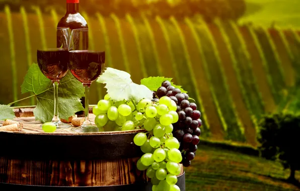 Picture leaves, landscape, wine, red, field, bottle, glasses, grapes, tube, barrel, plantation, bokeh