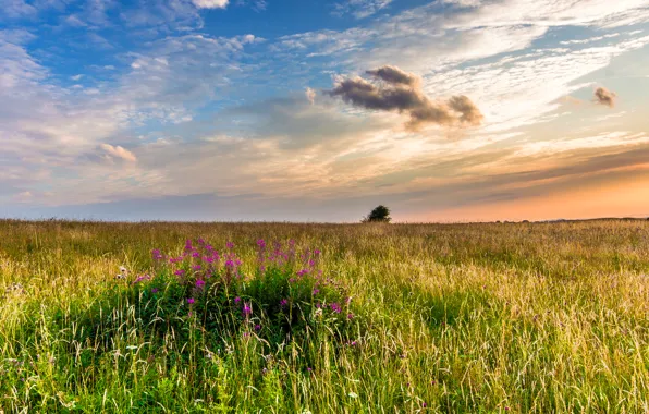 Picture field, grass, landscape, sunset, flowers, nature, England, the evening, UK, England, Great Britain, West Sussex, …