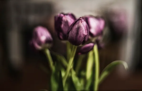 Picture background, bouquet, tulips