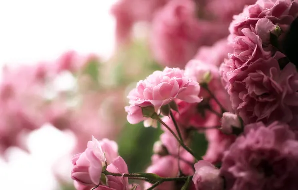Picture drops, flowers, nature, rose, Bush, pink, tea