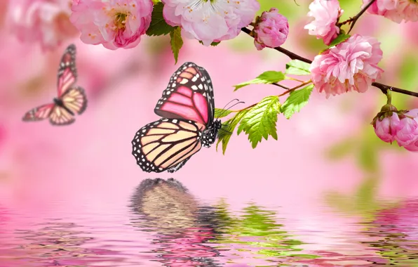 Picture water, butterfly, reflection, pink, spring, flowering, pink, water, blossom, flowers, spring, reflection, butterflies