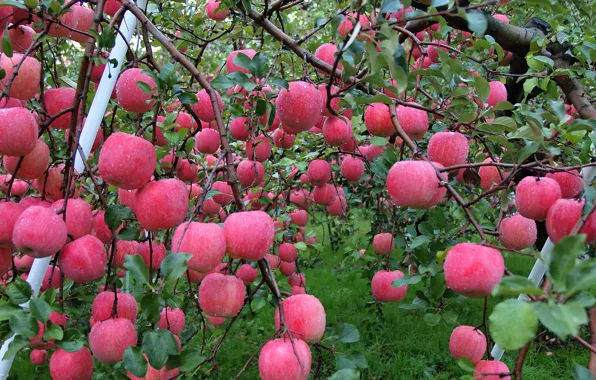 Picture autumn, water, drops, Rosa, apples, garden, harvest