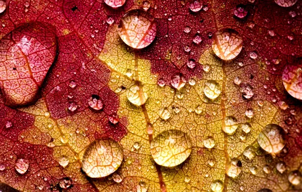 Picture autumn, water, drops, macro, yellow, nature, sheet, veins, Burgundy