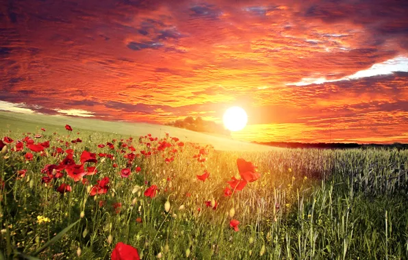Picture field, the sky, grass, the sun, clouds, sunset, flowers, Maki, red