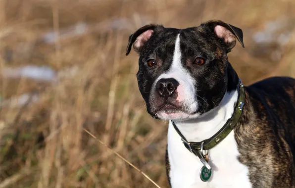 Picture each, dog, English Staffordshire bull Terrier, Staffordshire Bull Terrier
