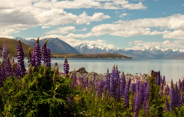 Picture clouds, flowers, mountains, lake, stones, shore, New Zealand, Lake Tekapo, delphinium, Larkspur