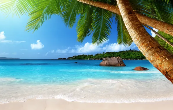 Picture sand, sea, beach, the sun, tropics, palm trees, the ocean, shore, island, summer, beach, sea, …