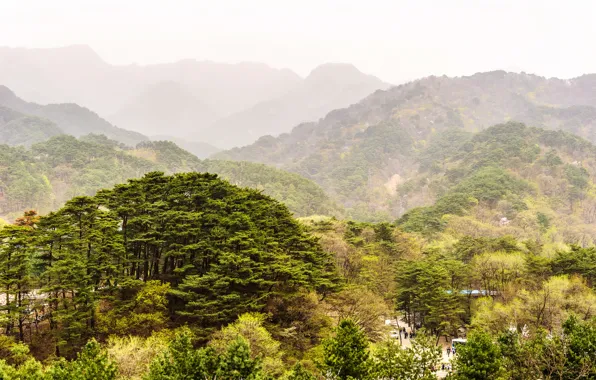 Picture greens, forest, trees, mountains, nature, haze, North Korea