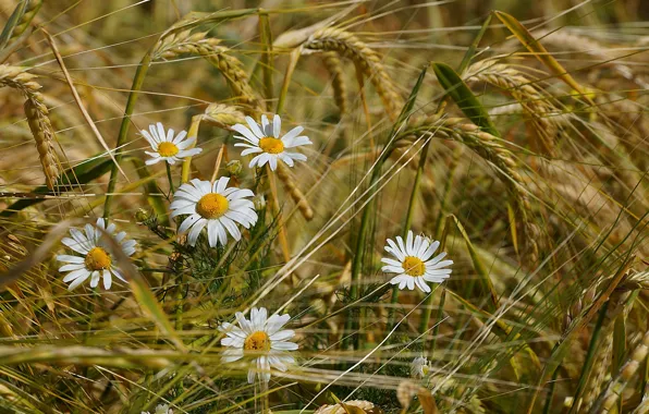 Picture wheat, field, summer, flowers, chamomile, spikelets