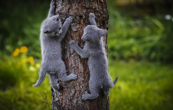 Picture grey, tree, kittens