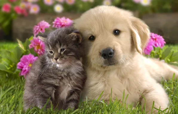 Picture grass, flowers, kitty, background, puppy, kids, a couple