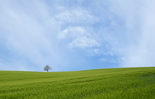 Picture field, the sky, tree, spring