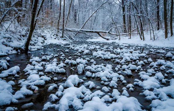Picture winter, forest, snow, trees, river, Ohio, Cincinnati, Ohio, Winton Woods